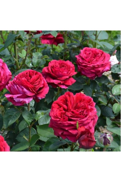 Роза 4-х Ветров – большие чашеобразные цветы.